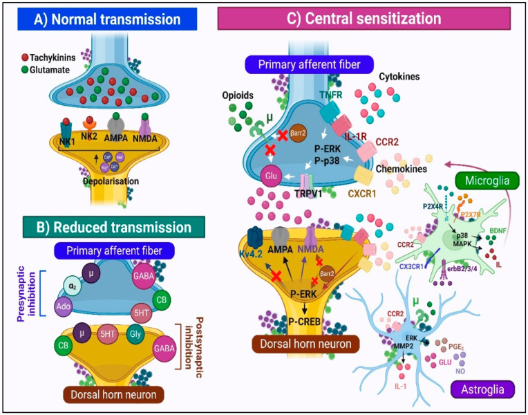 Mechanisms of nociceptive signal transmission and modulation. Panel (A). Normal Transmission: Nociceptive impulses trigger vesicular release of glutamate and tachykinins from primary afferent terminals. Glutamate activates AMPA and NMDA receptors. Tachykinins bind NK1/NK2 receptors, activating G-protein signaling. Panel (B). Reduced Transmission: Inhibitory modulation operates at presynaptic and postsynaptic levels. Presynaptically, μ-opioid and 5-HT receptor activation reduces glutamate and substance P release. Postsynaptically, GABA_A and glycine receptors open Cl− channels. Panel (C). Central Sensitization: Presynaptically, afferents upregulate TRPV1 channels and activate cytokine/chemokine receptors, increasing P-ERK and P-p38 activity and enhancing glutamate release. Neurons release fractalkine (CX3CL1) and CCL2, activating microglial CX3CR1 and CCR2 receptors. Postsynaptically, NMDA Mg2+ blockade is relieved, AMPA receptors undergo post-translational modifications, Kv4.2 channels are inhibited, and P-CREB activation drives pro-nociceptive gene transcription. Microglia and astrocytes release pro-inflammatory mediators.