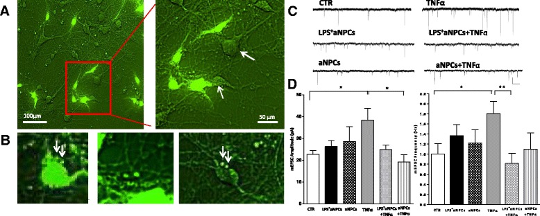aNPCs treated with LPS prevent the increase in mEPSC frequency produced by TNFα in cortical neurons. a Representative fluorescence microscopy images of cortical neurons incubated for 24 h with aNPCs either lipopolysaccharide-stimulated (LPS+aNPCs) or not (aNPCs) (green cells). The right panel shows higher magnification (scale bar: 100 μm; 50 μm). Only cortical neurons surrounded by aNPCs were selected to record (white arrows). b Details of (a) show GFP-positive membranous structures of small and medium size resembling round membrane vesicles. c Representative traces of voltage-clamp recordings of mEPSCs from cultured cortical neurons in control conditions or from neurons treated with LPS+aNPCs/aNPCs, TNFα, or LPS+aNPCs/aNPCs with TNFα (100 ng/ml 30 min) (calibration bars: 20 pA, 200 ms). d Group data of average mEPSC amplitude and frequency of control (n = 15), LPS+aNPCs-treated (n = 12), aNPCs-untreated (n = 8), TNFα-treated (n = 13), LPS+aNPC and TNFα-treated (n = 10), and aNPC-untreated and TNFα-treated (n = 8) cells. The increase in mEPSC frequency due to TNFα is completely reverted by LPS+aNPCs (P < 0.05). The increase in mEPSC amplitude due to TNFα is completely reverted by aNPC treatment (P < 0.05). A clear, though not significant, tendency toward reduction is detected in mEPSC amplitude or frequency in neuronal cultures exposed to LPS+aNPCs or aNPCs, respectively. All data are expressed as mean ± standard error of the mean. Statistical test: one-way analysis of variance, Dunn’s multiple comparisons test. aNPC adult neural stem cell, GFP green fluorescent protein, LPS lipopolysaccharide, LPS + aNPC lipopolysaccharide-stimulated adult neural stem cell, mEPSC miniature excitatory post-synaptic current, TNFα tumor necrosis factor alpha