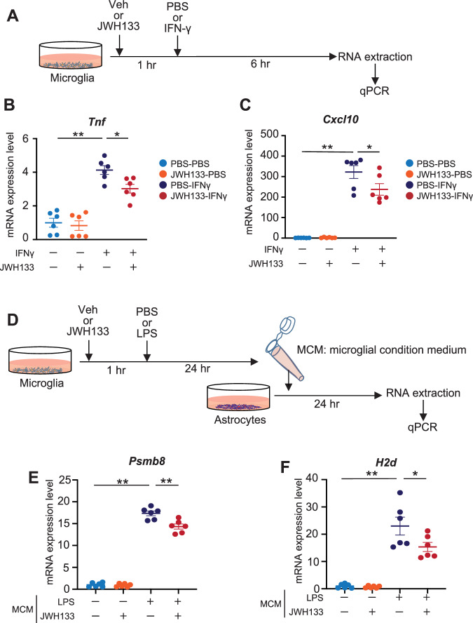 Microglial CB2 stimulation suppresses both microglial and astrocytic activation in vitro.A A schematic protocol for JWH 133 treatment in primary microglia. B, C Expression levels of mRNAs in JWH 133-treated primary microglia determined by quantitative PCR. Relative expression levels for Tnf (B) and Cxcl10 (C) were determined and are presented as means ± SEM. n = 6, each. *p < 0.05, **p < 0.01 (two-way ANOVA). D A schematic protocol for microglial condition medium (MCM) treatment of primary astrocytes. E, F Expression levels of mRNAs in MCM-treated primary astrocytes determined by quantitative PCR. Relative expression levels for Psmb8 (E) and H2d (F) were determined and are presented as means ± SEM. n = 6, each. *p < 0.05, **p < 0.01 (two-way ANOVA).