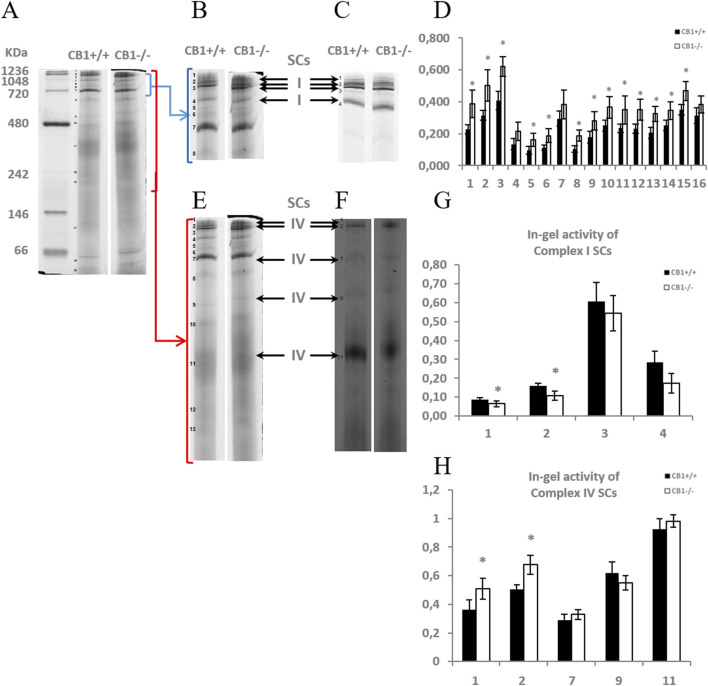 CB1 deletion affects the functional/structural organization of the respiratory chain. Blue native PAGE based analysis of digitonin-solubilized crude mitochondria from the liver of CB1+/+ and CB1−/− mice. (A) Representative image of a Coomassie blue stained BN-PAGE gel. Bands characteristic of OXPHOS supercomplexes are recognizable in all the experimental groups and highlighted in B, E (bands of obtained OXPHOS supercomplexes were numbered from 1 (top of the gel) to 16 (bottom of the gel). (C, F) Representative images of histochemical staining of in-gel activity of complex I (I) (C) and complex IV (IV) (F) supercomplexes (arrows). (D) Densitometric quantification of the blue bands corresponding to individual supercomplexes. (G, H) Densitometric quantification of bands corresponding to in-gel activity of supercomplex I (G) and IV (H). (D, G, H) x-axis: equal numbers correspond to the same bands in (A–C, E, F). Protein extracts were prepared for each animal, and each individual was assessed separately. Protein load was 15 μg/lane. Values are represented as mean ± SEM; (n = 5/group). Student’s t-test was used for statistical analysis. p < 0.05 was considered significant. *p < 0.05 vs. CB1+/+.