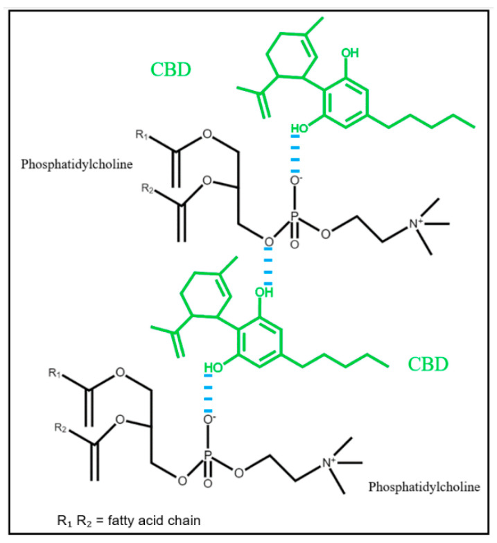 Proposed interaction mechanism between CBD and PLs.