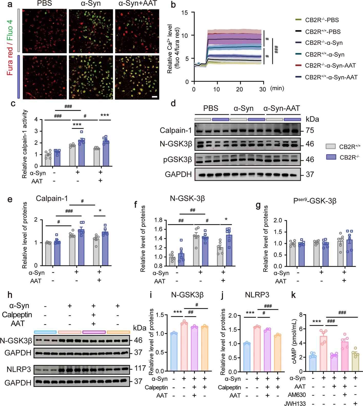 AAT modulates microglial Ca2⁺/calpain/GSK-3β-related signaling with attenuated responses under Cnr2-deficient conditions. a Representative time-lapse images of intracellular calcium (Ca2⁺) flux in primary microglia stained with a Ca2⁺-sensitive dye (Fura Red/Fluo-4) over 30 min. Scale bar: 50 μm. b Quantification of relative intracellular Ca2⁺ levels (Fluo-4/Fura Red fluorescence ratio) following ATP stimulation. (n = 4). c Relative calpain-1 activity in primary microglia isolated from CB2R+/+ and CB2R−/− mice under the indicated treatment conditions (n = 6). d-g Representative WB (d) and densitometric quantification of calpain-1(e), N-terminal GSK-3β (N-GSK-3β) (f), and phosphorylated GSK-3β (Ser9) (g) protein levels, GAPDH was used as a loading control. (n = 4). The data are presented as the mean ± SEM and assessed by two-way ANOVA followed by Tukey's multiple comparisons test. #p < 0.05, ##p < 0.01, ###p < 0.001, between primary microglia treated with PBS, α-syn, and α-syn + AAT; *p < 0.05, **p < 0.01, ***p < 0.001 indicate genotype comparisons between CB2R+/+ and CB2R−/− microglia under the same treatment condition. h-j Representative WB (h) and densitometric quantification of N-GSK-3β (i) and NLRP3 (j) protein levels in WT primary microglia treated with α-syn, in the presence or absence of the calpain inhibitor calpeptin or AAT (n = 3). k Intracellular cAMP levels measured via ELISA under the indicated treatment conditions (n = 5). The data are presented as the mean ± SEM and assessed by one-way ANOVA followed by Tukey's multiple comparisons test. Gsk-3β, glycogen synthase kinase 3 beta; N-Gsk-3β, N-terminal glycogen synthase kinase 3 beta; Pser9-Gsk-3β, phospho-serine 9-glycogen synthase kinase 3 beta; cAMP, cyclic adenosine 3′,5′-monophosphate