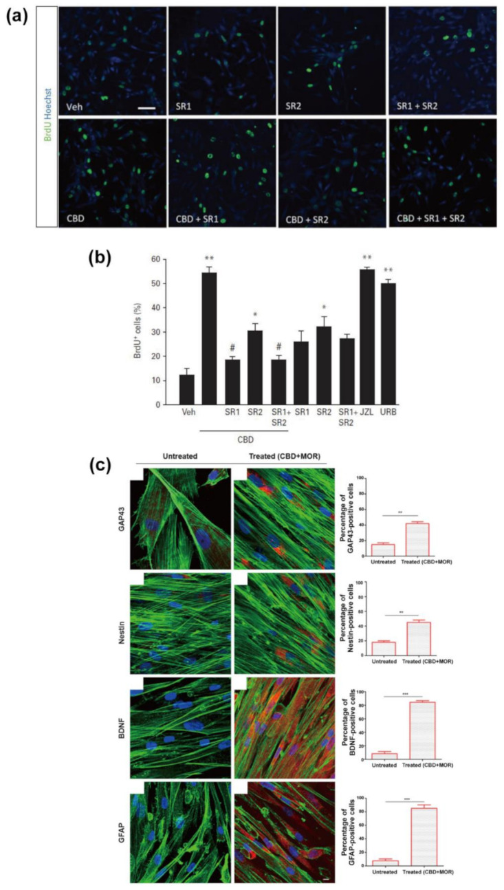 CBD actions on stem cells. Proliferative effects of CBD (100 nM) on neural progenitor cells were determined by (a) the analysis of immunofluorescence images and (b) the quantification of BrdU-positive cells, in the presence of SR141716 (SR1) and SR144528 (SR2), either alone or together. Analysis of variance followed by Duncan’s post-hoc test, * p < 0.05, ** p < 0.01 versus the respective vehicle-treated cells. # p < 0.05 versus the respective CBD-treated cells. (a,b) Reproduced with permission from [113]. Copyright 2013, Oxford University Press. (c) Immunofluorescence analysis with GAP43, NES, BDNF, and GFAP for the control hPDLSCs and the CBD/MOR-treated hPDLSCs. Histograms represent the percentage of positive cells for the specific markers. ** p < 0.01, *** p < 0.001 significant difference of hPDLSCs treated with CBD and MOR compared to non-treated cells. Reproduced from [112], under the terms of the CC-BY Creative Commons Attribution 4.0 International license (https://creativecommons.org/licenses/by/4.0/, accessed on: 10 August 2021).