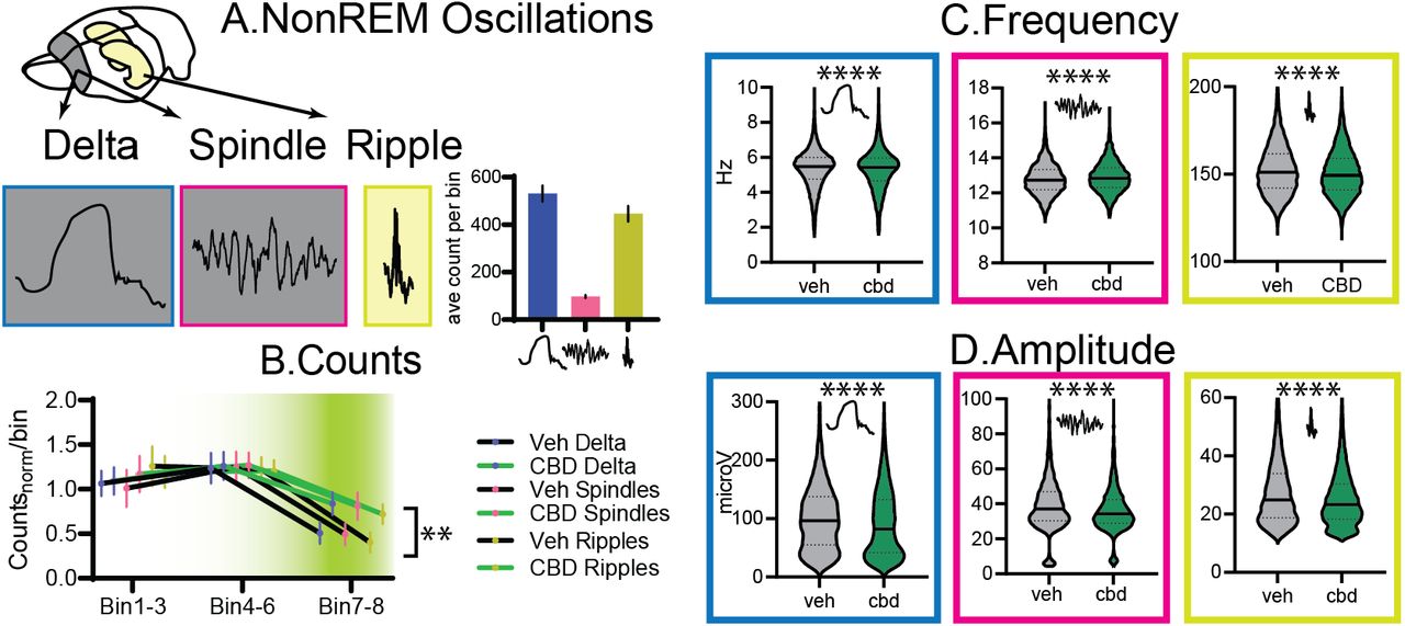 NonREM OscillationsA. Cortical delta and spindles, and hippocampal ripples were detected. On the right, average counts per bin (types F2,195= 74.6 p<0.0001). B. Counts for all types normalized by their average. There was a significant treatment and time interaction (treat F1,30=5.2 p=0.029, bin F2,40= 30.9 p<0.001, treat X bin F2, 60=4.7 p=0.012 all other p>0.75). From left to right for delta, spindle and ripple the intrinsic frequency (C) and amplitude (D). Delta and ripples were slower and smaller, spindles faster and smaller (all K-S D, p<0.0001). ** p<0.01, **** p<0.0001