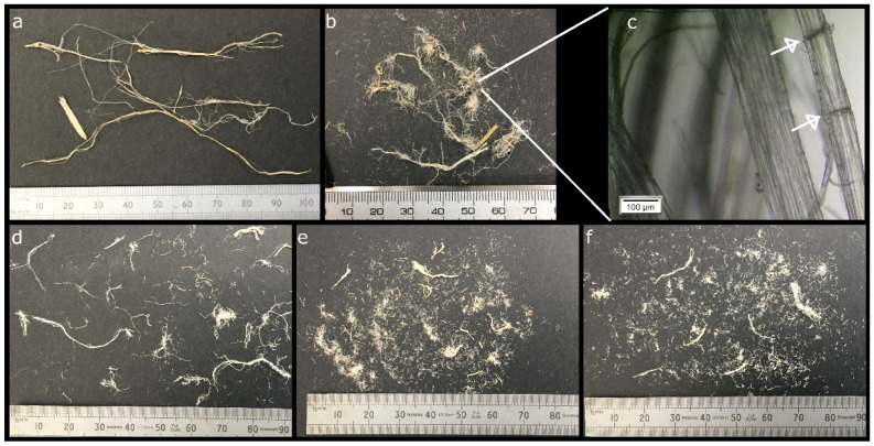 Images showing the evolution of the dimensions of the fibers: (a) raw fibers; (b) chopped fibers; (c) optical micrograph of chopped fibers in which dislocations appear as transversal dark lines, indicated by the arrows; (d) fibers after the first alkali treatment; (e) fibers after the acid treatment; (f) fibers after the second alkali treatment.