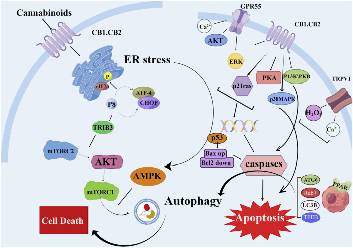 Schematic diagram of different mechanisms/signaling pathways of cannabinoids affecting autophagy and apoptosis. The mechanism of cannabinoid-induced apoptosis and autophagy in cell is depicted. AKT, protein kinase B; AMPK, AMP-activated protein kinase; ATF-4, activating transcription factor 4; Bax, pro-apoptotic protein; Bcl2, antiapoptotic protein; CB1/2, cannabinoid receptor 1/2; CHOP, C/EBP homologous protein; elF2α, eukaryotic translation initiation factor 2α; ERK, extracellular regulated kinase; GPR55, G protein-coupled receptor 55; H2O2, hydrogen peroxide; mTORC2, mammalian target of rapamycin complex two; p53, p53 protein; p21 ras, p21 ras protein; p38MAPK, p38 mitogen activated protein kinase; PI3K, phosphatidyl inositol three kinase; PKA, protein kinase A; TFEB, transcription factor EB; TRIB3, tribbles-homologue three; TRPV1, transient receptor potential cation channel V1.