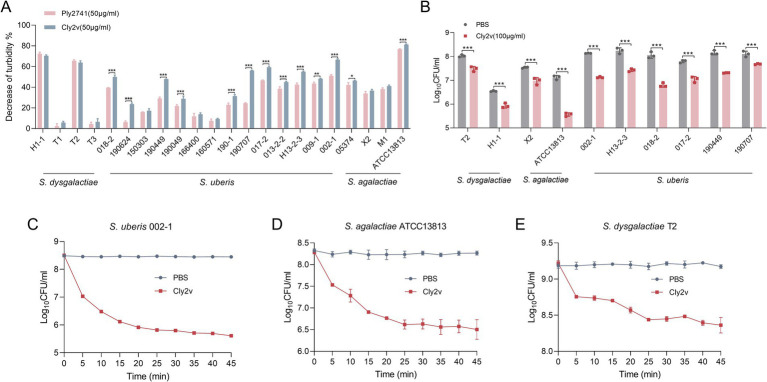 Host spectrum and bactericidal activity of Cly2v. (A) Host spectrum of Cly2v and parental endolysin Ply2741. Different Streptococcus (S. agalactiae, S. dysgalactiae, and S. uberis) were used as test strains. (B) Bactericidal activity of Cly2v against various Streptococcus. The number of viable bacteria was evaluated after treatment with 100 μg/mL of Cly2v for 1 h. (C–E) Bactericidal kinetics curve of Cly2v against Streptococcus. The number of bacteria was measured over 45 min following the mixing of 50 μg/mL of Cly2v with the S. uberis 002-1 (C), S. agalactiae ATCC13813 (D), and S. dysgalactiae T2 (E). Experimental data are shown as the mean of three independent experiments, with statistical analysis performed using two-way ANOVA (*, p < 0.05; **, p < 0.01; ***, p < 0.001).