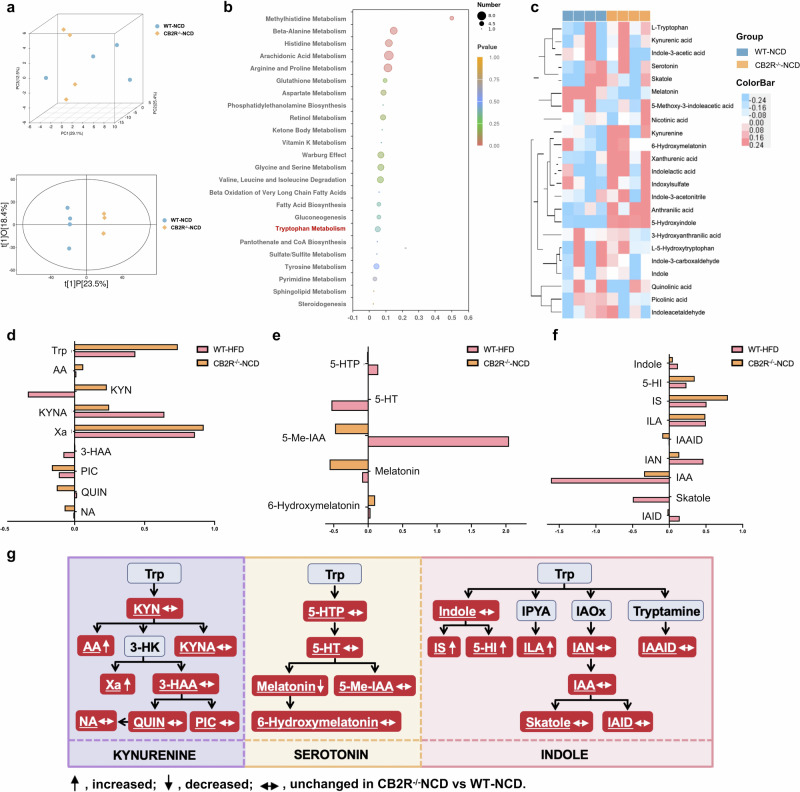 Disordered tryptophan metabolism in CB2R–/– mice.a Three-dimensional score of PCA and two-dimensional score of OPLS-DA model based on the data of serum metabolic profiles of WT mice with NCD or CB2R–/– mice with NCD. b The pathway enrichment analysis of differential metabolites between WT mice with NCD and CB2R-/- mice with NCD, (c) and the clustering heat map of the differential tryptophan metabolites. The tryptophan metabolites belong to (d) kynurenine pathway, (e) serotonin pathway and (f) indole and its derivatives were compared between CB2R–/– mice with NCD and WT mice with HFD. g Alterations of tryptophan metabolic pathways in the CB2R–/– mice. The detected tryptophan metabolites in the current study were marked with a white color and underlined. Note: Data were given as medians with range or log2 fold change compared with wild type mice with NCD. n: (a–g), n = 4 per group. Trp tryptophan, KYN kynurenine, AA anthranilic acid, 3-HK 3-hydroxykynurenine, KYNA kynurenic acid, Xa xanthurenic acid, 3-HAA 3-hydroxyanthranilic acid, NA nicotinic acid, QUIN quinolinic acid, PIC picolinic acid, 5-HTP L-5-hydroxytryptophan, 5-HT serotonin, 5-Me-IAA 5-methoxy-3-indoleacetic, IPYA indole-3-pyruvic acid, IAOx indole-3-acetaldoxime, IS Indoxylsulfate, 5-HI 5-Hydroxyindole, ILA indolelactic acid, IAN indole-3-acetonitrile, IAAID indoleacetaldehyde, IAA indole-3-acetic acid, IAID indole-3-carboxaldehyde.
