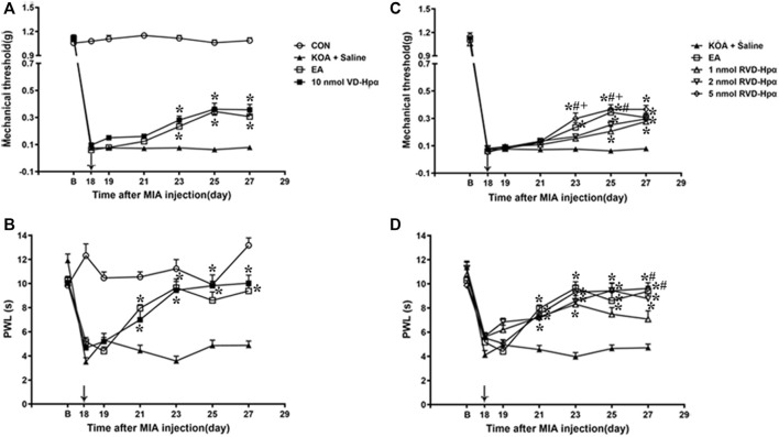 Time course of the effect of VD-hemopressin (α) and RVD-hemopressin (α) on pain hypersensitivity in KOA mice. (A, B) Time course of tactile threshold in response to von Frey filaments or a noxious heat stimulus in CON, KOA + saline, EA, and 10 nmol VD-hemopressin (α) mice. (C, D) Time course of the effect of different concentrations of RVD-hemopressin (α) on tactile and thermal withdrawal thresholds of KOA mice. VD-hemopressin (α) or RVD-hemopressin (α) was microinjected into the vlPAG, or the mice received EA stimulation starting from 18 days after MIA injection, once every other day for five times, as indicated by the black arrow. Data are expressed as means ± SEM (n = 8–11 mice in each group). *p < 0.05, compared with the KOA + Saline group; #p < 0.05, compared with the 1 nmol RVD-hemopressin (α) group; + p < 0.05, compared with the 2 nmol RVD-hemopressin (α) group.