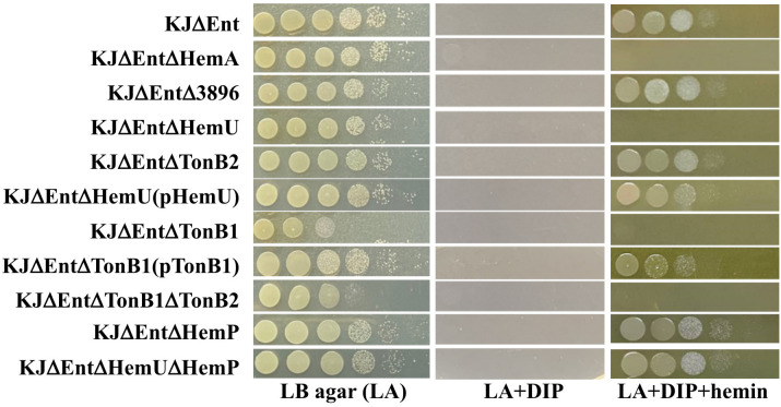 Cell viability of parental strain KJΔEnt, its derived mutants, and complementation strains under iron-replete (LA), iron-depleted (LA + DIP), and iron-depleted with hemin as sole iron source (LA + DIP + hemin). Bacterial cells (2 × 105 CFU/μL) were 10-fold serially diluted and a 5-μL aliquot was spotted onto Luria-Bertani (LB) agar as indicated. After 24 h of incubation at 37°C, the bacteria were imaged to assess their viability. The experiment was performed in triplicate, and one was selected as a representative. 2, 2’-dipyridyl (DIP), 50 μg/mL; hemin, 150 μM.