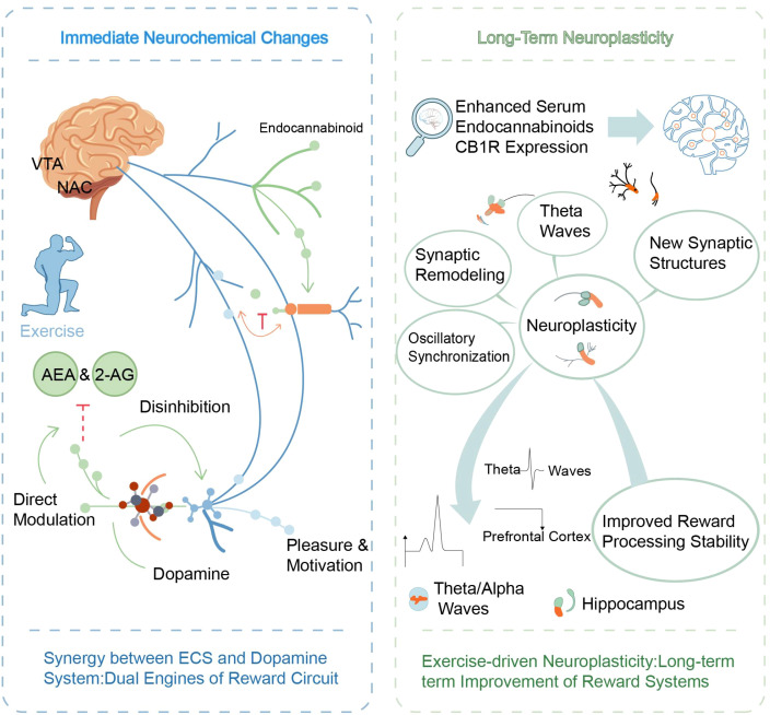 Infographic illustrating how exercise affects the brain’s reward circuits, showing immediate neurochemical changes such as activation of the endocannabinoid and dopamine systems, and long-term neuroplasticity involving enhanced endocannabinoid expression, theta waves, synaptic remodeling, new synaptic structures, and improved reward processing stability.