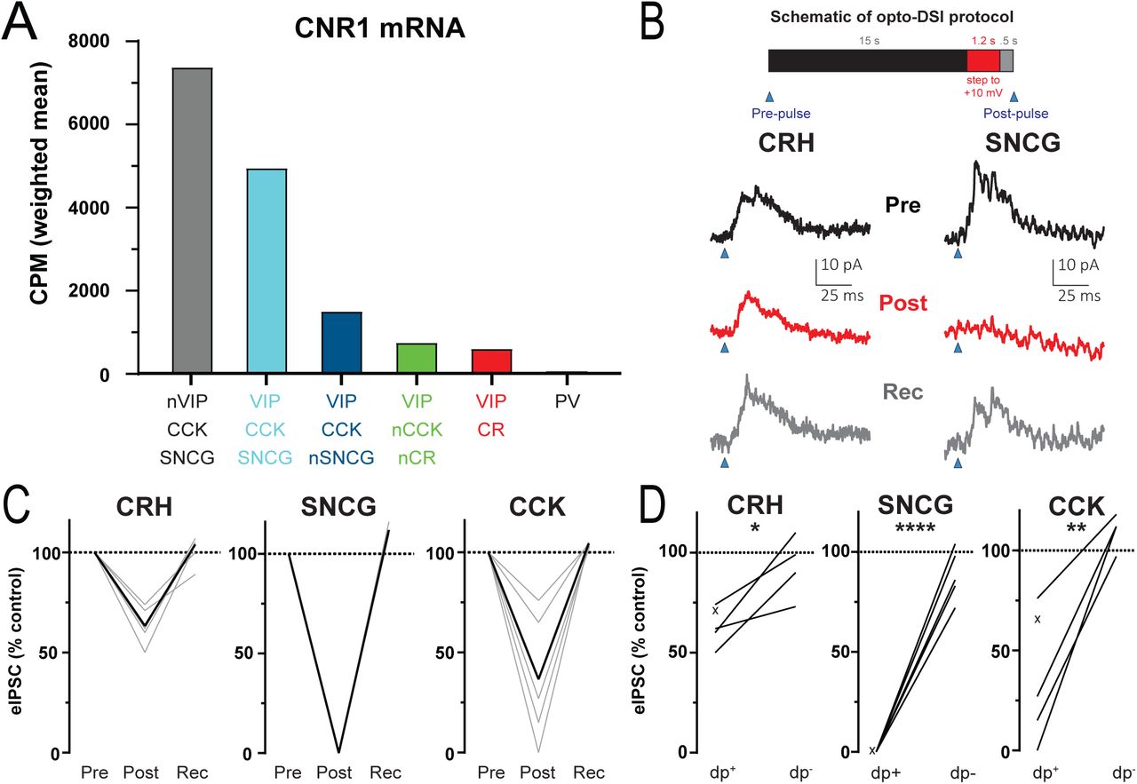 DSI of synaptic responses evoked by VIP INs in L2/3 PCs(A) Stacked bar plots of normalized mRNA levels (CPM weighted mean, the mean of all CPM values from all transcriptomic bins for the indicated IN subtype weighted by the number of cells in each transcriptomic bin) from the Allen Institute library for cannabinoid receptor 1 (CNR1) (Allen Institute scRNAseq data;35) in different VIP IN populations and PV neurons. (B) Protocol used to study depolarization-induced suppression of inhibition (DSI) (top). DSI was assessed using optogenetics in L2/3 pyramidal cells (PCs) as follows: PCs were recorded in voltage-clamp mode (Vhold = −50 mV) in cortical slices from VIP-Flpo/CRH;Ai80, VIP-Cre/SNCG-Flpo;Ai80 or VIP-Flpo/CCK-Cre;Ai80 mice, in which CatCh is expressed in the intersected VIP IN subpopulation. Control IPSCs were elicited by light pulses of 2 ms duration. Then, after a 15 s interval, the PC was depolarized (dp) to +10 mV (from −70 mV) for 1.2 s, and after a 0.5 s recovery, another IPSC was elicited by light stimulation. Averaged traces (n=3) from single cells of pre-DSI (black; top), post-DSI (red; middle), and recovery (bottom; grey) from VIP/CRH (left) and VIP/SNCG (right) Ai80 mice. (C) DSI of all cells tested with responses normalized to the pre-depolarization step. Grey, individual cells; black, average of all cells (CRH, n=5; SNCG, n=6; CCK, n=5; Wilcoxon matched-pairs signed rank test, one-tailed, post vs pre, CRH, p=0.0312, SNCG, p=.0156, CCK, p=.0312). The magnitude of DSI observed in SNCG was significantly greater than that observed in CRH (Kruskal-Wallis test, p=0.002 followed by a Dunn-Sidak post-hoc test, SNCG vs. CRH, p=0.0071, SNCG vs. CCK, p=0.0894, CRH vs. CCK, p>0.9999), (D) Summary of all cells, comparing for each cell, the effect of withholding the depolarization step (dp+ vs dp-, Wilcoxon matched-pairs signed rank test, one-tailed, SNCG, p=0.0312; Paired t-test, one-tailed, CRH, p=0.0173, CCK, p=0.0057). Cells in which no dpprotocol was run are denoted by an ‘x’.