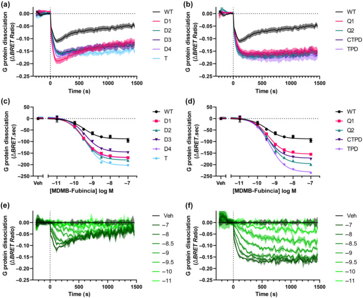 G protein activity of CB1 receptor C‐terminal mutants. HEK293 cells were transfected with pplss‐3HA‐tagged CB1 receptor WT or mutants, arrestin‐3 and a BRET‐based G protein dissociation reporter and were stimulated with 100 nM MDMB‐Fubinaca for 25 min. The responses elicited by each mutant are shown (a, b), where lines are mean ΔBRET ratio and shading is the associated SEM (n = 9, WT, n = 5, each mutant). AUC‐derived concentration‐response curves for each mutant are depicted in (c) and (d), where data are mean and SD of triplicates from a representative experiment. Dilution series of MDMB‐Fubinaca for a representative experiment in triplicate are displayed for WT CB1 receptor (e) and total phosphorylation deficient mutant (TPD) CB1 receptor mutant (f).