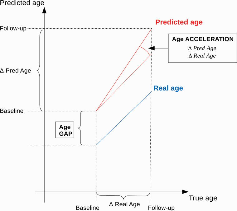 Predicted age gap and age acceleration. Δ Real Age is the difference between age at follow-up and age at baseline. Δ Pred Age is the difference between predicted age at follow-up and predicted age at baseline. Age acceleration is Δ Pred Age divided by Δ Real Age.