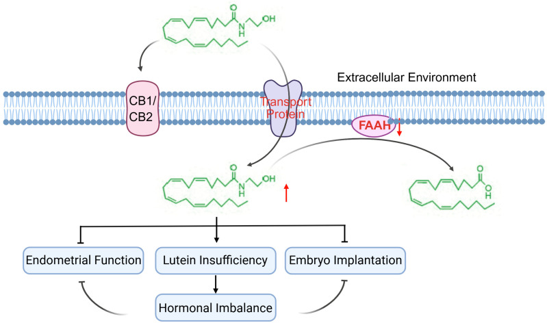 Role of fatty acid amide hydrolase (FAAH) in infertility. This graphical representation just presents the relationship between FAAH and AEA, and also indicates the role of FAAH in the context of broader AEA metabolic and signaling networks, while maintaining focus and avoiding speculative overextension. Red upward arrow (↑): Increase; Red downward arrow (↓): Decrease; FAAH: fatty acid amide hydrolase; AEA: anandamide. Created by Bio-Render.