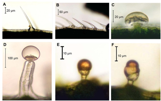 Hemp trichome types. (A) Unicellular non-glandular trichome; (B) cystolythic trichomes; (C) capitate sessile trichome; (D) capitate-stalked trichome; (E) simple bulbous trichome; (F) complex bulbous trichome. Images kindly provided by Dr. David J. Potter.