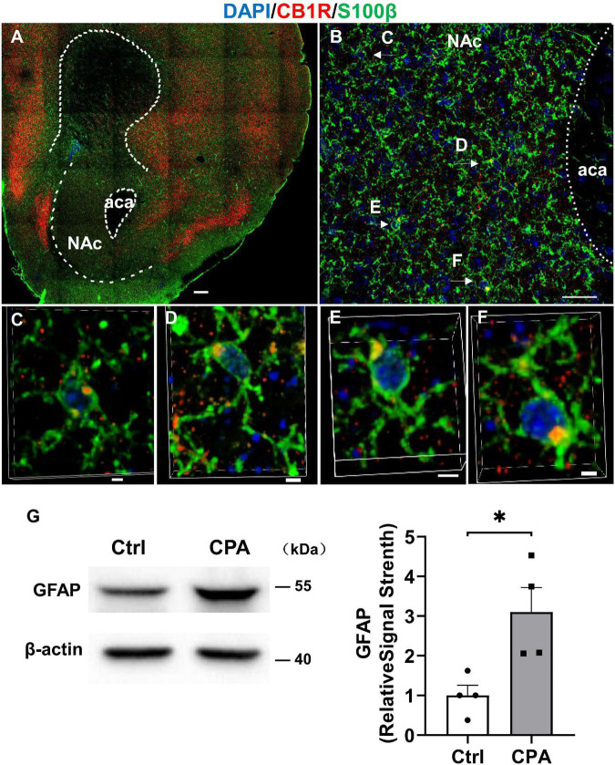 Astroglia in the nucleus accumbens express CB1R and they are activated after conditioned place aversion induction by CP 55,940. (A) Representative montage of the nucleus accumbens in Cnr1+/+ mouse stained for S100β (astroglial marker) and CB1R. Scale bar 250 μm. (B) Co-localizations of S100βand CB1R indicated by the arrows. Scale bar 25 μm. (C–F) 3D enlargement to illustrate the co-localizations of S100β and CB1R indicated by the arrows in panel (B). Scale bar 2.5 μm. (G) Representative (left) and quantification of Western blotting (right) showing GFAP expression in the control mice and mice with conditioned place aversion induction. *P < 0.05 (Student’s unpaired t-test).