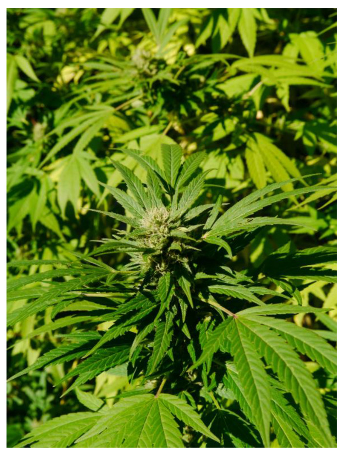 Cannabis sativa plant.