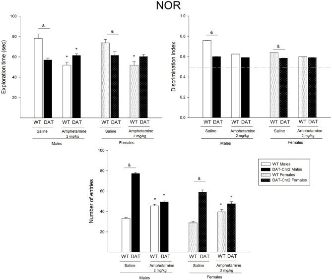 Performance of adolescent DAT-Cnr2 male and female mice in response to a single administration of a low dose of amphetamine on the NOR test. The exploration time of DAT-Cnr2 and WT mice. Discrimination index of both genotypes and on the total number of entries of both genotypes. Data are depicted as mean ± SEM. The white bars represent the WT and the black bars represent DAT-Cnr2 cKO mice. Males depicted in clean bars and females in bars with dots. Data are expressed as mean ± SEM (n = 10 mice per group). Three-way ANOVA followed by Tukey post hoc test *p < 0.05 for treatment and &p < 0.05 for genotype.