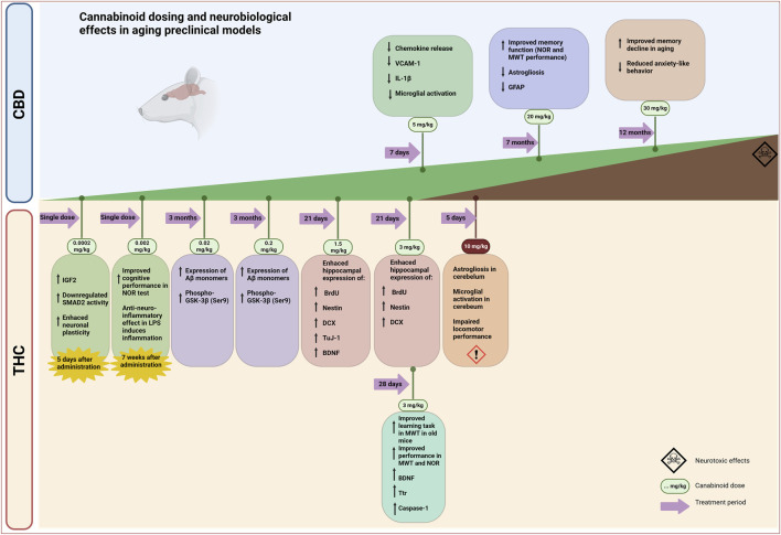 Infographic illustrating cannabinoid dosing and neurobiological effects in aging preclinical models, comparing various THC and CBD doses, treatment durations, and associated neurobiological or behavioral outcomes, including both beneficial and neurotoxic effects, summarized for different doses and times.