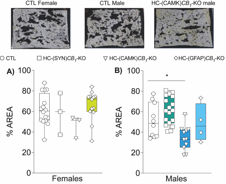 Nest building. Analysis of 2-week-old nests showed that (A) CB1 deletion in females did not affect paper nest working compared to controls. (B) Nest analysis in male animals showed significant differences for HC-(CAMK)CB1-KO group, with a lower percentage of intact remaining nest paper compared to all other neuronal groups and controls. Data are presented as mean ± S.E.M. Statistical analysis by One-Way ANOVA test followed by Sidak’s multiple comparison test. *p<0.05 vs. CTL. See Table S1 for detailed statistics