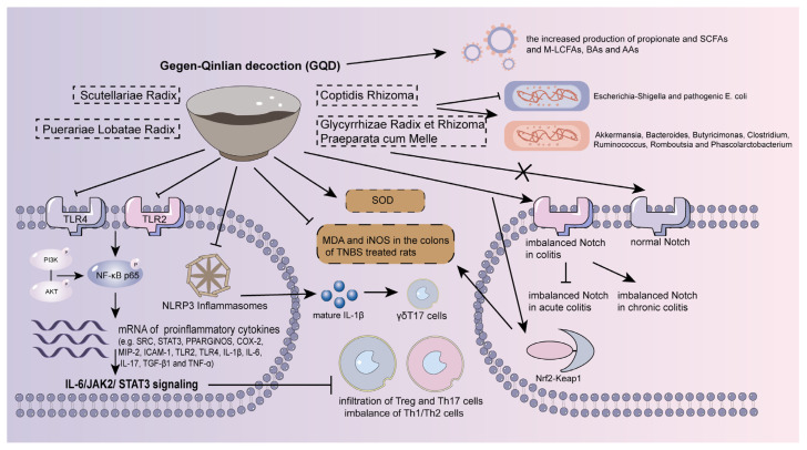 Mechanisms associated with the role of GQD in intestinal inflammation [174,175,176,178,179,182,183,184,185,187,190,191].