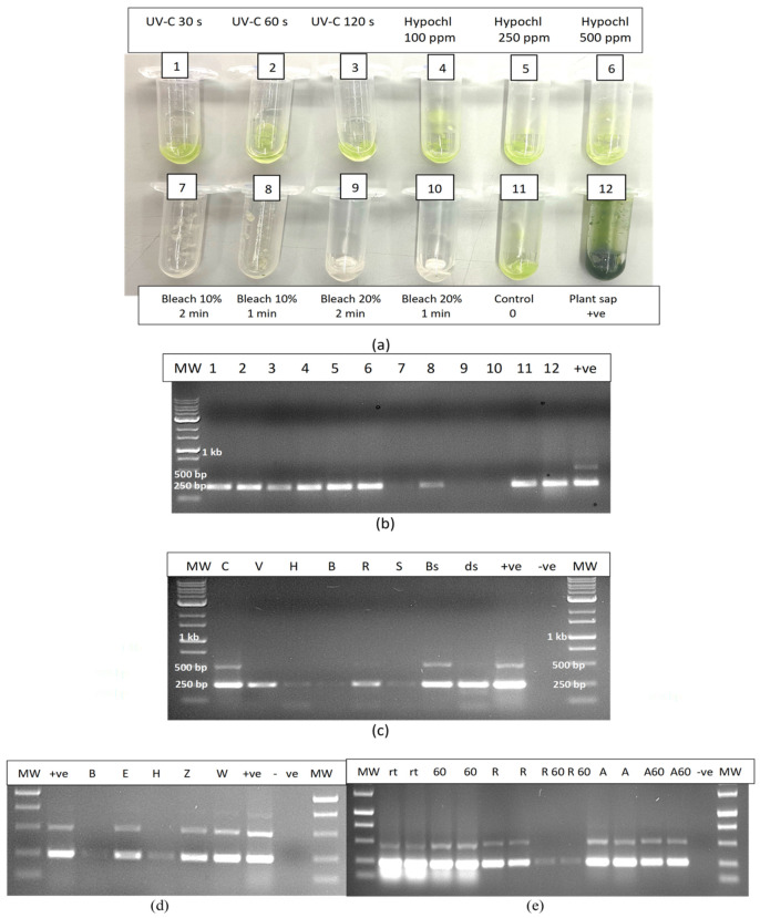 The effect of various treatments on the stability of HLVd in infectious plant sap. (a) Eppendorf tubes containing filter paper discs were subjected to various treatments as indicated. Control discs received water. (b) RT-PCR analysis of RNA extracted from treated discs containing sap shows that only bleach destroyed the RNA to where it was not amplified. The effective concentrations were 10% bleach for 2 min (lane 7) or 1 min (lane 8), 20% bleach for 2 min (lane 9) or 1 min (lane 10). In the remaining treatments, a 256 bp band was detected similar to the control. (c) RT-PCR analysis of RNA extracted from treated discs shows that the following treatments destroyed the RNA a point where it was not amplified: 1000 ppm hypochlorous acid (lane H), 10% bleach (lane B), and 20% skim milk powder (lane S). The other treatments in which the bands were still amplified included 2% Virkon (lane V), RNase A (lane R), culture extract from Bacilllus subtilis (lane Bs) and diluted sap (1:10). (d) RT-PCR analysis of RNA extracted from treated discs shows that the following treatments destroyed the RNA where it was not amplified: 10% bleach (lane B) and 1000 ppm hypochlorous acid (lane H). The other treatments where the RNA was not destroyed were 70% ethanol (lane E), 2% Zerotol (lane Z) and water (lane W). (e) RT-PCR analysis of RNA extracted from treated discs containing sap shows that the following treatments destroyed the RNA where it was weakly amplified: exposure to RNase A + 60 °C for 10 or 20 min (R60). The other treatments in which the bands were still amplified included room temperature (rt), exposure to 60 °C for 10 or 20 min (60), exposure to RNase A for 10 or 20 min (R), exposure to RNase A for 10 or 20 min (A) or exposure to RNase A + 60 °C for 10 or 20 min (A60).
