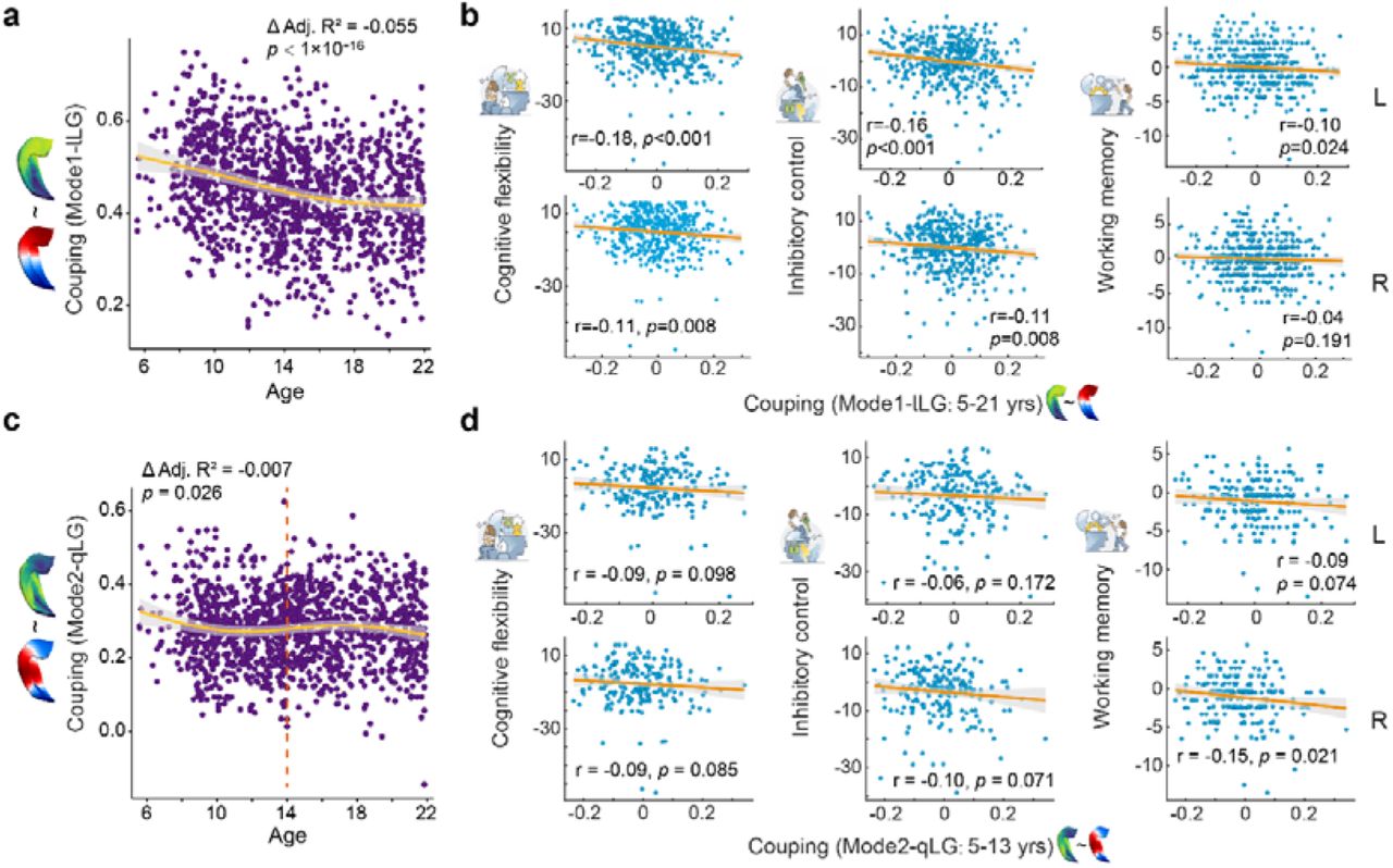 Hippocampal geometric constrains on functional gradients and their association with executive function during youth.a, Developmental trajectories of structure-function coupling (Pearson correlation) between geometric eigenmode 1 and the corresponding lLG. b, Relationship between the structure-function coupling of the lLG and executive function (EF) performance across the whole developmental period, encompassing cognitive flexibility, inhibitory control, and working memory. Sex, scanning site, and head motion effects were controlled in this analysis. C, similar to a but corresponds to the structure-function coupling of the qLG. d, Relationship between structure-function coupling of the qLG and performance in EF across individuals before 14 years old.
