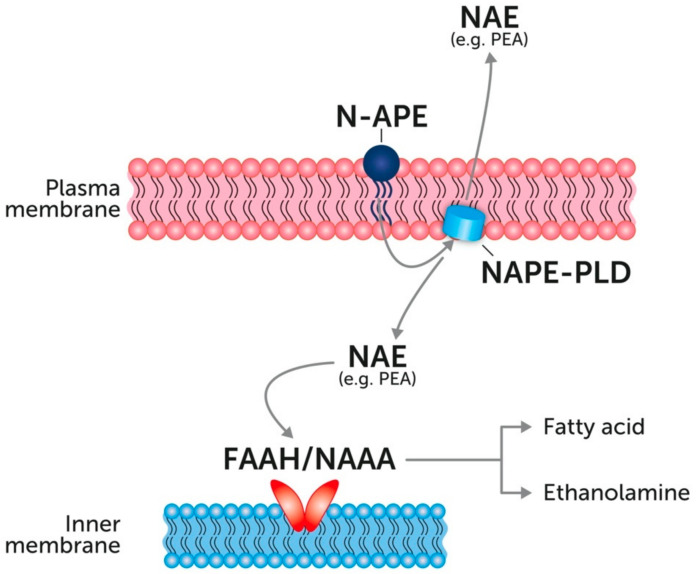 The main biosynthetic and degradative pathways of N-acyl ethanolamines (NAEs). Modified from [56]. NAE: N-acyl ethanolamines; NAPE-PLD: N-acyl phosphatidylethanolamine phospholipase D; NAPE: N-acyl phosphatidylethanolamine; FAAH: fatty acid amide hydrolase; NAAA: N-Acylethanolamine acid amidase