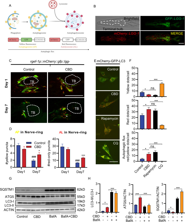 CBD induces autophagic activity in nerve-ring neurons in C. elegans and neuronal cells. A Schematic representation of mCherry::GFP::lgg-1 fluorescence states in the autophagy pathway. B Terminal pharyngeal bulb expression of mCherry::GFP::lgg-1 in a wild-type (WT) animal at day 1 of adulthood. Scale bar = 20 µm. C Adult transgenic WT animals expressing rgef-1p::mCherry::GFP::lgg-1 in nerve-ring neurons imaged at day 1 and day 7 of adulthood with or without CBD. Yellow arrows denote the autophagosome (AP) punctae with mCherry/GFP signals. White arrows denote the autolysosome (AL) punctae with only mCherry signals. Scale bar = 25 µm. D Quantification of autophagosomes (APs) and autolysosomes (ALs) in adult day 1 and day 7 animals expressing lgg-1p::mCherry::GFP::lgg-1 in pharynx and rgef-1p::mCherry::GFP::lgg-1 in nerve-ring neurons. Worms were treated or not treated with CBD from egg. Values are mean ± SEM of ≥ 15 animals combined from three independent experiments. TB, terminal bulb. *Compared with control group; #compared with control group in day 1. *p ≤ 0.05, *** p ≤ 0.001, ### p ≤ 0.001 by unpaired t test. E Representative images of SH-SY5Y cells transfected with mCherry-GFP-LC3 for 48 h, followed by CBD treatment. Chloroquine (CQ) was used as negative control as it blocks the binding of autophagosomes to lysosomes by altering the acidic environment of lysosomes. Rapamycin was used as positive control as it induces autophagic flux. Scale bar = 25 µm. F Quantification of autophagic flux from experiment shown in E. The numbers of autophagosomes (yellow dots) and autolysosomes (red dots) were manually counted. Autophagic flux is estimated as the ratio between red and yellow dots. n > 20 cells per treatment. G Representative Western blots showing the LC3-II:LC3-I ratio and the expression of SQSTM1 and ATG5 of SH-SY5Y cells treated with or without CBD for 48 h and/or with bafilomycin A (BafA), an inhibitor of lysosomal acidification, at 10 nM for 6 h (n = 3 biological replicates). H The Western blot analysis results of LC3-II:LC3-I ratio and SQSTM1 and ATG5 levels normalized to actin in SH-SY5Y cells treated with or without CBD for 48 h and/or BafA for 6 h