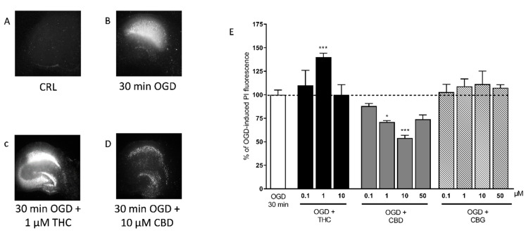 Qualitative and quantitative analysis of the effects of selected cannabinoids in rat organotypic hippocampal slices exposed to OGD. (A) Hippocampal slice under normal conditions (background PI fluorescence), slice exposed to 30 min OGD displaying intense PI labeling in the CA1 subregion (B), CA1 damage induced by 30 min OGD was exacerbated by the presence of 1 µM THC (C) CA1 damage induced by 30 min OGD was attenuated by the presence of 10 µM CBD (D). (E) THC, the psychoactive constituent of Cannabis, significantly exacerbated the neurotoxic effects induced by OGD at the concentration of 1 µM. CBD significantly attenuated CA1 injury with the maximal effect at 10 µM, and CBG had no effect. Bars represent the mean ± SEM of at least 5 experiments run in quadruplicate. * p < 0.05 and *** p < 0.001 vs. OGD (one-way ANOVA plus Dunnett’s test).
