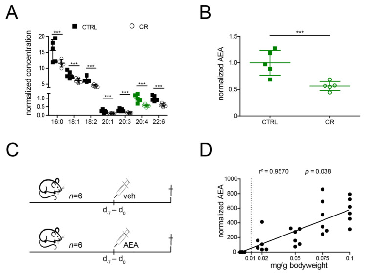 Several NAEs and especially Anandamide are reduced by CR and dose finding reveals a linear Anandamide-increase. (A) Levels of the measured set of endocannabinoids on ad libitum diet (CTRL) in comparison to calorically restricted male mice (CR). Concentrations were normalized to the mean AEA levels in ad libitum fed mice (n = 5 per group). AEA is labelled in green. (B). Enlarged visualization of AEA levels (shown in green in (A)) normalized to the mean of ad libitum fed male mice (CTRL) in comparison to calorically restricted male mice (CR) (same values as in A, n = 5 per group). (C). Schematic illustration of the dose-finding experiment. (D) AEA levels after intraperitoneal injections of 0.00 (vehicle), 0.02., 0.05, 0.075, and 0.1 mg/g bodyweight resulted in a linear rise of AEA. AEA concentrations were normalized to the mean of the vehicle-treated mice (n = 6 per group). Abb.: 16:0 N-palmitoyl ethanolamide; 18:1: N-oleoyl ethanolamide; 18:2: N-linoleoyl ethanolamide; 20:1: N-eicosenoyl ethanolamide; 20:3: N-eicosatrienoyl ethanolamide; 20:4: N-arachidonoyl ethanolamide/Anandamide (marked in green); 22:6: N-Docosahexaenoyl ethanolamide; AEA: Anandamide; Bars indicate means ± standard deviation; CR: caloric restriction; CTRL: no intervention; d: day; veh: vehicle control; bars indicate mean ± standard deviation; ***: p-value <0.001; dashed line: chosen target dose of 0.01 mg/g bodyweight.