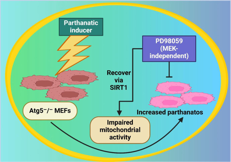 Figure 3 illustrates the regulation of parthanatos and mitochondrial activity in Atg5⁻/⁻ mouse embryonic fibroblasts (MEFs). A parthanatic inducer triggers cell death, leading to impaired mitochondrial activity. SIRT1 facilitates recovery from mitochondrial dysfunction. However, treatment with PD98059, a MEK-independent inhibitor, enhances parthanatos, suggesting its role in promoting cell death. The interplay between autophagy deficiency, mitochondrial impairment, and SIRT1-mediated recovery highlights the complex regulatory mechanisms of parthanatos in cellular stress responses.