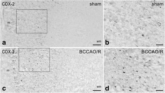 Cyclooxygenase-2 (COX-2)-like immunoreactivity in the frontal cortex. Brain sections of sham-operated and BCCAO/R rats are shown in (a, b) and (c, d), respectively. b, d represent a higher magnification of the microscopic fields squared in (a) and (c), respectively. Panels (a–d) are representative of observations carried out in 6 sham-operated and 6 BCCAO/R rats. Positive cell bodies are mostly distributed in the superficial cortical layers. m, molecular layer; wm, white matter. Scale bars: 50 μm