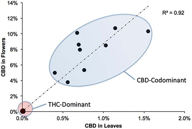 Paired comparisons of CBD levels in leaf and floral samples of Cannabis plants.Flowers and leaves were collected from 16 Cannabis strains. The Δ9-THC dominant strains fall within the red circle, while the CBD co-dominant strains fall within the blue circle.