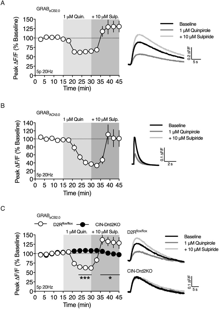 D2Rs expressed on CINs inhibit 2-AG production.A) The D2R agonist, quinpirole, decreased the peak amplitude of the evoked 2-AG transient and the D2R antagonist, sulpiride, reversed the effect of quinpirole and increased the amplitude of the 2-AG transient above baseline (n = 5 slices, 1-way RM ANOVA, Drug: F(2,8) = 29.59, p < 0.001). B) Quinpirole reduced evoked ACh release, as measured with GRABACh3.0, which was reversed by sulpiride (n = 4 slices, 1-way RM ANOVA, Drug: F(2,6) = 10.99, p < 0.01). C) Conditional knockout out of D2Rs on CINs precludes the effects of quinpirole and sulpiride. (n = 4/5 slices/group, 2-way RM ANOVA, Drug: F(14,98) = 10.23, p < 0.0001; Genotype: F(1,7) = 0.7338, p < 0.05; Interaction: F(14,98) = 15.14, p > 0.0001).