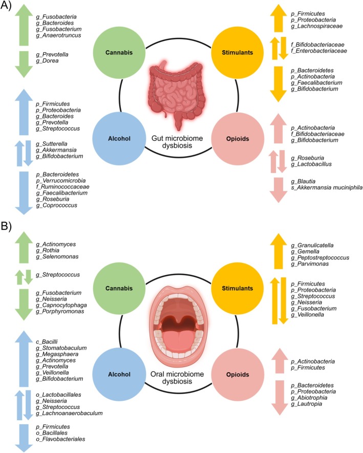 Summary of identified (A) gut and (B) oral bacteria across different substance use groups (alcohol, cannabis, stimulants, opioids) from the studies included in the review. f_family; g_genus; o_ order; P_ phylum; s_species. Created in BioRender. Kazlauskaite, P. (2025) https://BioRender.com/jto1hh2.