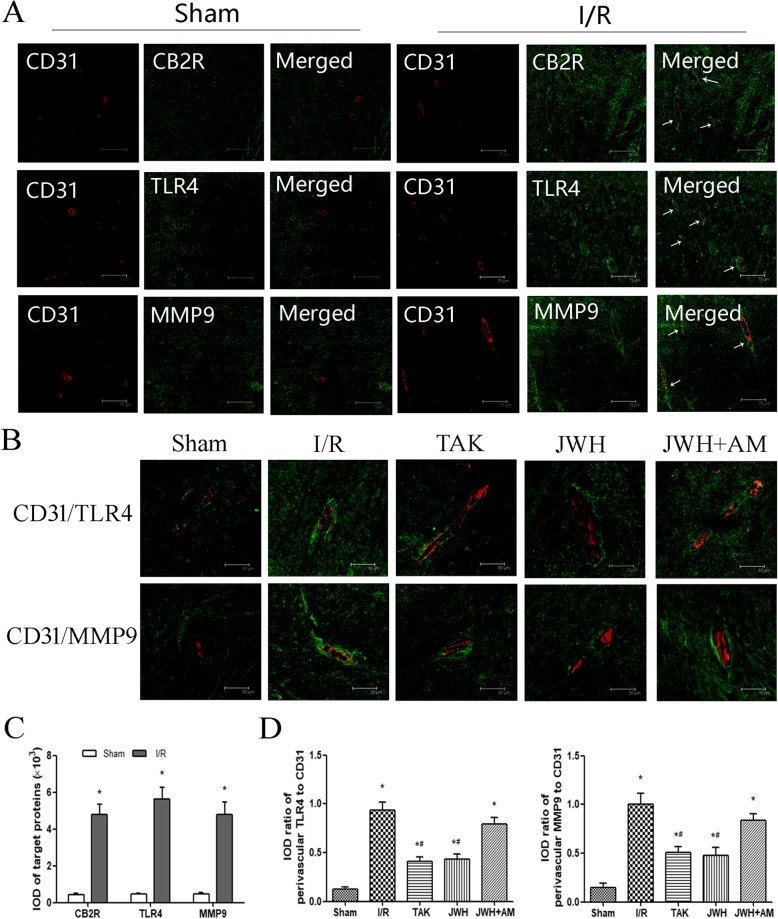 Effects of JWH-133 pretreatment on the perivascular expression of TLR4 and MMP9 after I/R injury in the gray matter of spinal cord. a Representative immunofluorescence images of CB2R (green), TLR4 (green), and MMP9 (green) colocalized with capillary endothelial cells (CD31; red) in the Sham and I/R groups at day 2 after injury. Arrows show the perivascular expression of CB2R, TLR4, and MMP9. Scale bars are 75 μm. b Higher magnification images of TLR4 (green) and MMP9 (green) colocalized with capillary endothelial cells (CD31; red) in each group at day 2 after injury. Scale bars are 30 μm. c Quantification of CB2R, TLR4, and MMP9 is represented as the average IOD. CB2R, TLR4, and MMP9 positive fluorescence labeling significantly increased in I/R group contrasting to that in sham group. d Quantification of TLR4/MMP9 perivascular expression is represented as the average IOD ratio of perivascular TLR4/MMP9 to corresponding CD31. I/R injury increased TLR4/MMP9 perivascular expression compared to sham group. The positive fluorescence labeling of TLR4/MMP9 along microvessels were obviously lower in JWH or TAK group compared to I/R group. All results are represented as mean ± SEM (n = 5). *P < 0.05 vs. sham group; #P < 0.05 vs. I/R group
