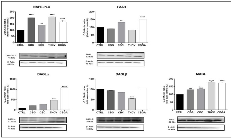 Protein expression of AEA and 2-AG metabolic enzymes (NAPE-PLD, FAAH, DAGLα/β and MAGL) following 24 h of treatment with half-IC50 amounts of: CBG, CBC, THCV and CBGA. Densitometric analyses of immunoreactive bands were normalized to β-actin as the housekeeping protein and were presented as fold change over control (%). The data are the means ± SEM of three independent experiments (n = 3). Statistical analysis was performed using a one-way ANOVA test, followed by the Bonferroni post hoc test (** p < 0.01, *** p < 0.001 and **** p < 0.0001 vs. control).