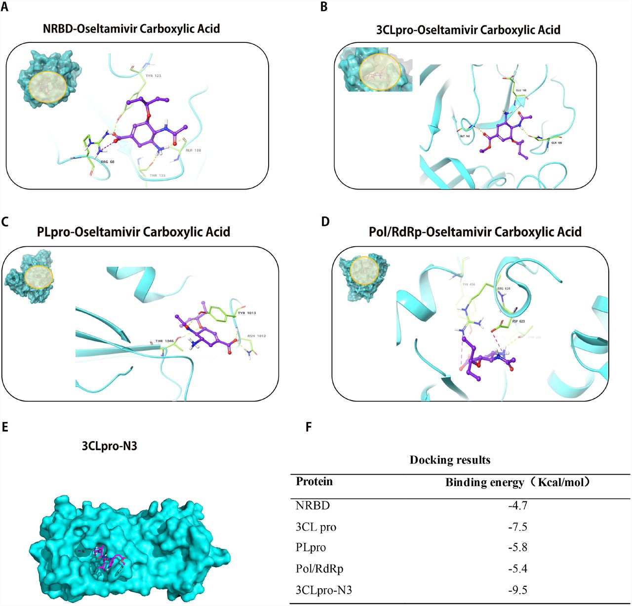 A: Docking conformation of NRBD and oseltamivir carboxylic acid; B: Docking conformation of 3CLpro and oseltamivir carboxylic acid; C: Docking conformation of PLpro and oseltamivir carboxylic acid; D: Docking conformation of Pol/RdRp and oseltamivir carboxylic acid; E: Docking conformation of 3CLpro and N3 inhibitor; F: Results of Docking. NRBD: N-terminal RNA-binding domain; Pol/RdRp: RNA-directed RNA polymerase; PLpro: papain-like protease; 3CLpro: 3C-like protease; S protein: Spike Protein;