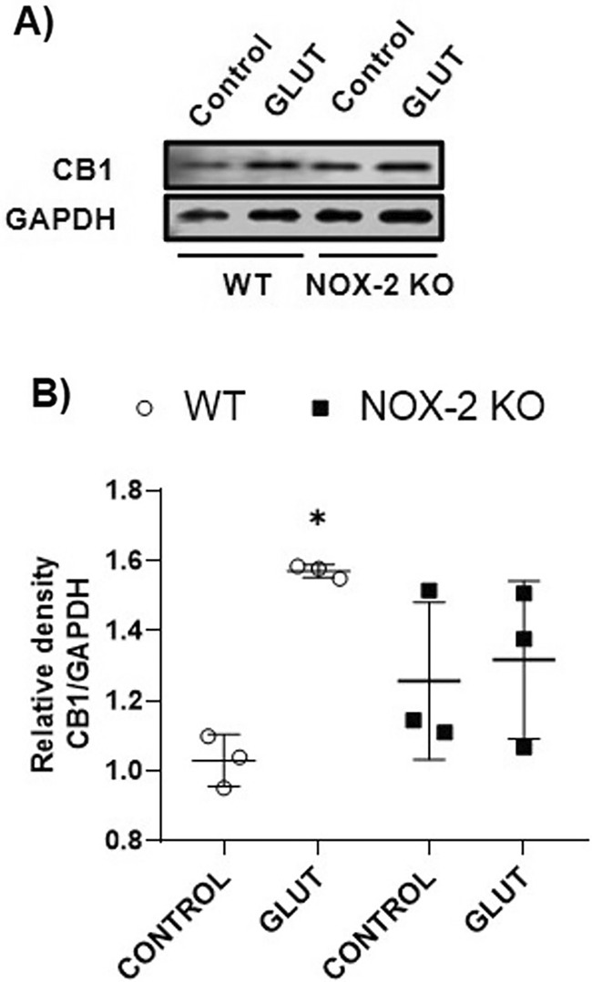Expression of CB1 in WT and NOX‐2 KO mice after glutamate (GLUT) intracerebral injection at 12 h (A). Western blot of CB1 and GAPDH representative images (n = 3). (B). Levels of CB1 at 12 h. Results are expressed as fold over the relative intensity of the load control GAPDH (37 kDa). Values represent the mean ± standard deviation. CB1 (64 kDa). *p < 0.05 versus the control.