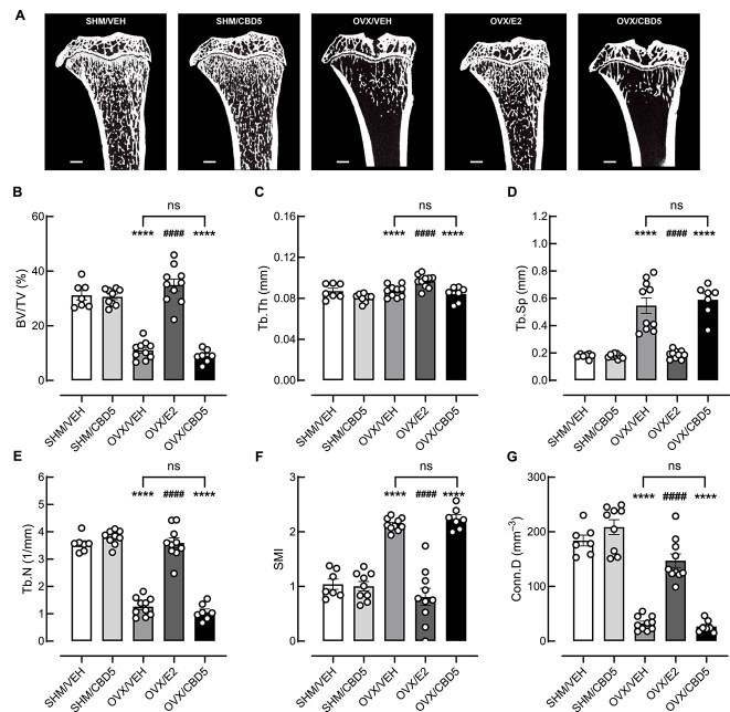 Microstructural analysis of the trabecular region of the lower leg bone (tibia) from ex vivo micro-CT scans at the end of the experiment. (A) Transverse cross-sectional images of the proximal tibia near the knee joint. (B) Bone volume fraction (BV/TV), (C) trabecular thickness (Tb.Th), (D) trabecular separation (Tb.Sp), (E) trabecular number (Tb.N), (F) structure model index (SMI), and (G) connectivity density (Conn.D). Statistical significance was determined using one-way ANOVA with Tukey’s multiple comparison test: *p < .05, ***p < .001, ****p < .0001 compared to the SHM/VEH group; #p < .05, ###p < .001, ####p < .0001 compared to the OVX/VEH group (n = 7-10 per group).