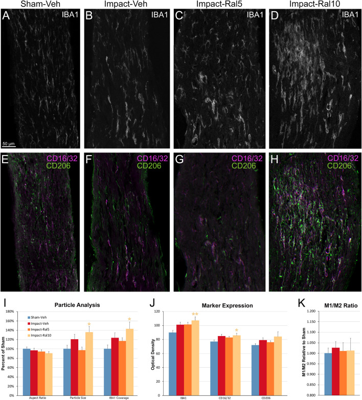 Microglia in the optic nerve 3 days after impact TBI. (A–F) Confocal images of sections immunostained for IBA1 to visualize microglia, for the M1 marker, CD16/32, and for the M2 marker, CD206. The upper panels show IBA1 immunolabeling (white), while the matching lower panels show the merge for CD16/32 (magenta) and CD206 (green). (A,E) Microglia in the sham-vehicle mouse have small cell bodies, have thin processes, and are lightly labeled. (B,F) Microglia in the impact-vehicle mouse are larger and more intensely labeled. (C,G) Microglia in impact-ral5 mice largely resemble those in impact-vehicle mice. (D,H) Microglia in impact-ral10 mice are larger, rounder in shape, and more intensely labeled than microglia in the impact-vehicle mice. The green CD206 immunolabeling in (H) is more predominant than in (F), reflecting the lower M1/M2 ratio for impact-ral10 mice. The scale bar in (A) applies to (A–H). (I–K) Quantification of IBA1, CD16/32, and CD206 immunolabeling. Optic nerve area occupied by microglia, size, and roundedness of IBA1+ particles, expression of IBA1, CD16/32, and CD206, and M1/M2 ratio were all increased in impact-vehicle mice. Raloxifene at 5 mg/ml reduced CD16/32 and CD206 expression, M1/M2 ratio, optic nerve area occupied by microglia, and the size and roundedness of IBA1+ particles relative to impact-vehicle mice, but not IBA1 expression. Microglial area and size and roundedness of IBA1+ particles were greater for impact-ral10 mice than for impact-vehicle mice, IBA1 and CD206 were increased above impact-vehicle levels, but CD16/32 to a lesser extent, resulting in a lower M1/M2 ratio. Numbers of optic nerves analyzed: 10 sham-vehicle mice, 11 impact-vehicle mice, 12 impact-ral5 mice, and 15 impact-ral10 mice. Yellow asterisks indicate significant differences between the impact-ral10 mice and the sham-vehicle mice; *p < 0.05, **p < 0.01.