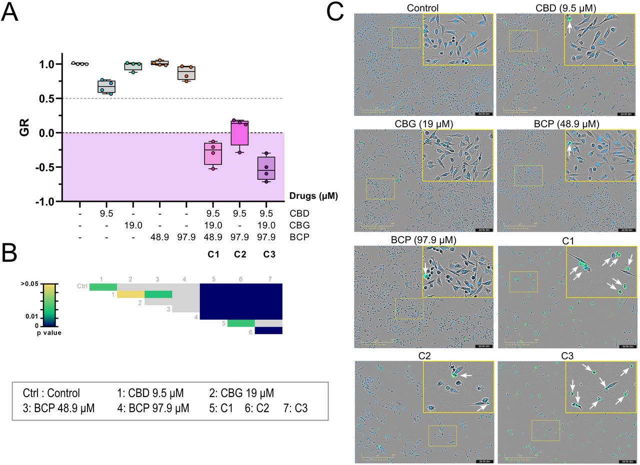 Analysis of selected three-drug combinations by live-cell imaging in MDA-MB-231 cells.MDA-MB-231 cells were treated during 72h with the three most potent combinations of CBD, CBG and BCP (C1-C3) or their individual components. DMSO (0.3%) was used as the vehicle control. (A) Growth rate (GR) values were calculated for each combination. Data represents the median of four independent experiments and were analysed using one-way ANOVA followed by Tukey’s post hoc test for multiple comparisons. A heatmap summarising the multiple comparisons is provided below the graph (B). Ctrl: control; 1 to 7 correspond to the experimental conditions in the same order as listed in the figure. Statistical significance was set at p < 0.05. Grey colour corresponds to non-significant p-values. (B) (C) Representative composite images combining the phase contrast, green (SYTOX Green, dead cells), and NiR (SPY650-DNA, nuclei) fluorescence channels of MDA-MB-231 cells after 72h of treatment. Scale bars correspond to 400 µm. Insets represent zoomed images of the boxed regions. Dead cells (SPY+/SYTOX Green+ nuclei) are indicated by white arrows.