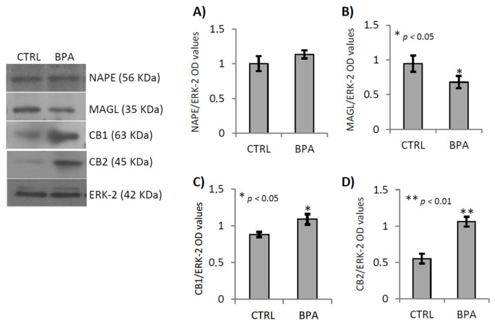 Gene expression analysis of ECS components in testis of male mice early-life exposed to vehicle (CTRL, n = 3/4) or BPA (BPA, n = 4) and sacrificed at 78 dpp. Western Blot analysis of NAPE, MAGL, CB1 and CB2. Protein amounts were quantified by densitometry analysis, normalized against ERK-2 signals, and expressed in OD values as fold change (A–D). All data were reported as mean value ± S.E.M. (*: p < 0.05; **: p < 0.01).