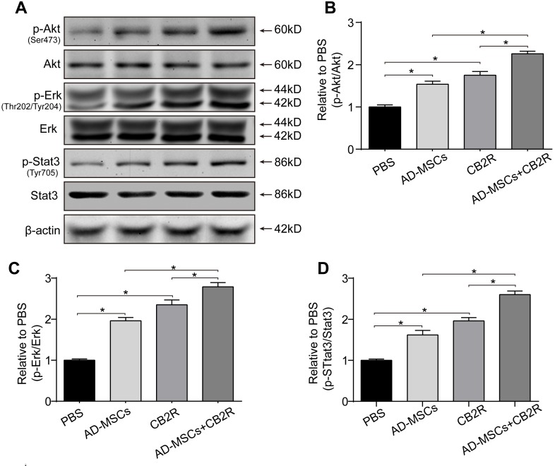 CB2 agonist adjuvant with AD-MSCs leads to myocardial activation of Stat3A. Representative photographs of immune blot of Akt, Erk, Stat3 and their phosphorylation. (n = 3), B.-D. Quantitative analysis of A.. *P < 0.05 between indicated groups.