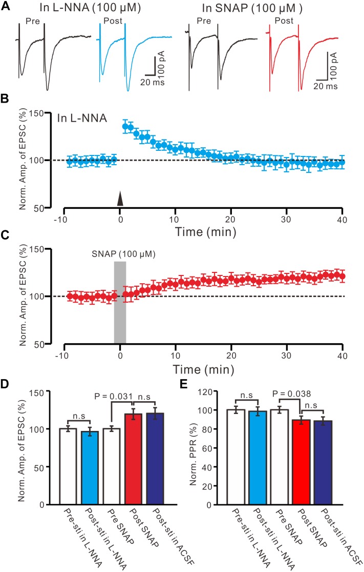 Effect of NOS on the LTP induction in the PVN MNCs. (A) Representative traces showing the stimulation-evoked EPSCs in the presence of NOS inhibitor, L-NNA (100 μM), before (Pre) and after (post) delivering the HFS, and before (Pre) and after (post) application of SNAP (100 μM). (B) Summary of data show the time course of the normalized amplitude of N1 before and after delivery of the HFS (arrow head; n = 12 cells). (C) Summary of data show the time course of the normalized amplitude of N1 before (Pre) and after (Post) application of SNAP (100 μM, gray line; 120 s; n = 12 cells). (D) Bar graph (n = 12 cells) showing the normalized amplitude of N1 before (Pre-sti in L-NNA), after delivery of the HFS in L-NNA (Post-sti. in L-NNA), before (Pre SNAP), after application of SNAP (Post SNAP) and after delivery of the HFS in ACSF (Post sti in ACSF). (E) Summary of data (n = 12 cells) showing the normalized PPR of N1 in each treatment. n.s denotes no significant different.