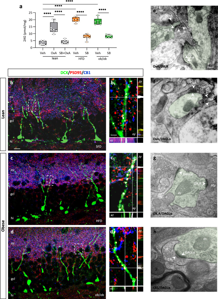 A functional OxA/eCB system is expressed at MPP-DG synapses.a Box plot of 2-AG concentrations in lean + vehicle (lean), ob/ob, lean + OxA (40 µg/kg, i.p), lean + OxA (40 µg/kg, i.p) + SB (30 mg/kg, i.p). n = 9 lean mice, n = 10 ob/ob mice, n = 10 lean injected with OxA (40 µg/kg, i.p), n = 10 lean mice injected with OxA (40 µg/kg, i.p) + SB (30 mg/kg, i.p), ANOVA with Bonferroni test, F = 84.35; ****p < 0.0001. The box plots elements are: center line, median (Q2); square symbol, mean; box limits, 25th (Q1)−75th (Q3) percentiles; whisker length is determined by the outermost data points. b−d Confocal images of DCX/PSD95/CB1 immunolabeling of DG in lean and obese mice showing a wide density of distribution of CB1 at PSD95-ir postsynaptic side of DCX-ir dendritic spines. b1−d1 High-power fluorescent micrographs of orthogonal stacks are shown for each area and referred to the box of the respective (b−d) images; dotted with lines and crosshairs are used to show 3D coordinates. Scale bars: 10 μm (b−d) and 2 μm (b1−d1). Immunolabeling was repeated n = 3 times independently in different DG sections from n = 6 mice per group, with similar results. e−h Correlative light and electron microscopy (CLEM) showing OxA/Ox1-R or OxA/DAGLα or Ox1-R/DAGLα or CB1/DAGLα immunogold reactivity at synapses of immature granule-eGFP cells in the MML of DG. e Asymmetrical, putative excitatory, axodendritic synapse between OxA-positive axon terminal (at1) opposite to the dendritic spine (ds1) of immature granule-eGFP cell showing marked Ox1-R immunogold labeling at the edges of the postsynaptic density (arrows). The CLEM analysis revealed the dendritic spines of the newborn-eGFP neurons expressing OX-1R labeling (10 nm immunogold particles at postsynaptic sites of asymmetrical (i.e. putative excitatory)) endings containing OxA dense-core vesicles (20 nm immunogold particles). f Dendritic spines of newborn-eGFP neurons, carrying DAGLα enzyme at the postsynaptic side (10 nm immunogold particles) were found as opposed to OxA-positive puncta (20 nm immunogold particles) at asymmetrical (i.e. putative excitatory) synapses. DAGLα/Ox1-R (g) or DAGLα/CB1 (h) immunogold labeling reveals the expression of DAGLα in the proximity to the Ox1-R dendritic spines (g) or the presynaptic nerve endings carrying CB1 receptors (h) at asymmetrical, i.e. putative excitatory, synaptic cleft. Scale bar 0.1 µm (e−h). Immunolabeling was repeated with similar results n = 3 times independently in n = 6 different ultrathin sections/mouse from n = 3 mice. Source data are provided as a Source Data file.