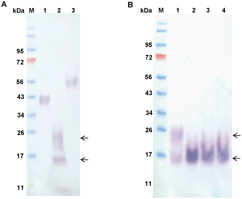 Recombinant proteins.Western blots were carried out with 6×His-tagged rPpPer1, rPpPer2, and rPpPer3 (250 ng each protein) obtained from FreeStyle CHO-S cells. Proteins were separated on 4–12% reducing NuPAGE gels. (A) Proteins were transferred to nitrocellulose and incubated with anti-His antibody (1∶2,000), followed by anti-mouse AP-conjugated (1∶10,000). Lanes: M, molecular weight marker; 1, PpPer1; 2, PpPer2; 3, PpPer3. (B) rPpPer2 (200 ng) was N-deglycosylated with 1,000 (lane 2), 2,000 (lane 3) and 3,000 (lane 4) units of PNGase F for 16 h at 37°C (untreated rPpPer2 control lane 1). Separated proteins were transferred to nitrocellulose and incubated with anti-His followed anti-mouse AP-conjugated. M: molecular weight marker. Arrows indicate the 16 kDa and 20-to-24 kDa bands seen on rPpPer2 preparations (A and B). After PNGase F treatment the 20-to-24 kDa bands are no longer detected.