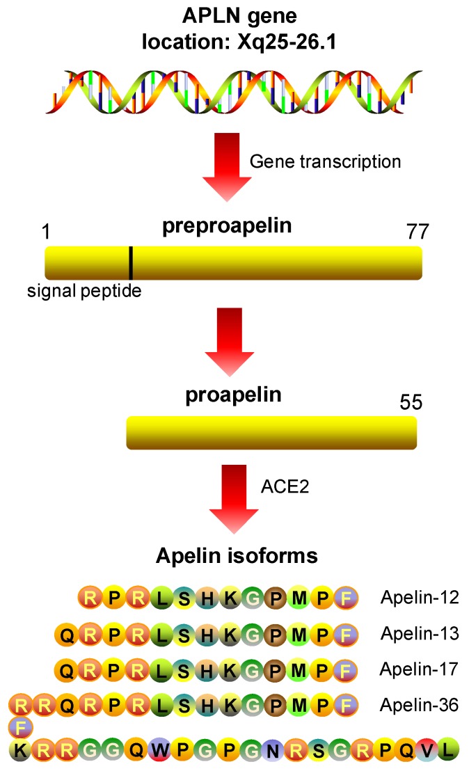 Apelin peptide isoforms.